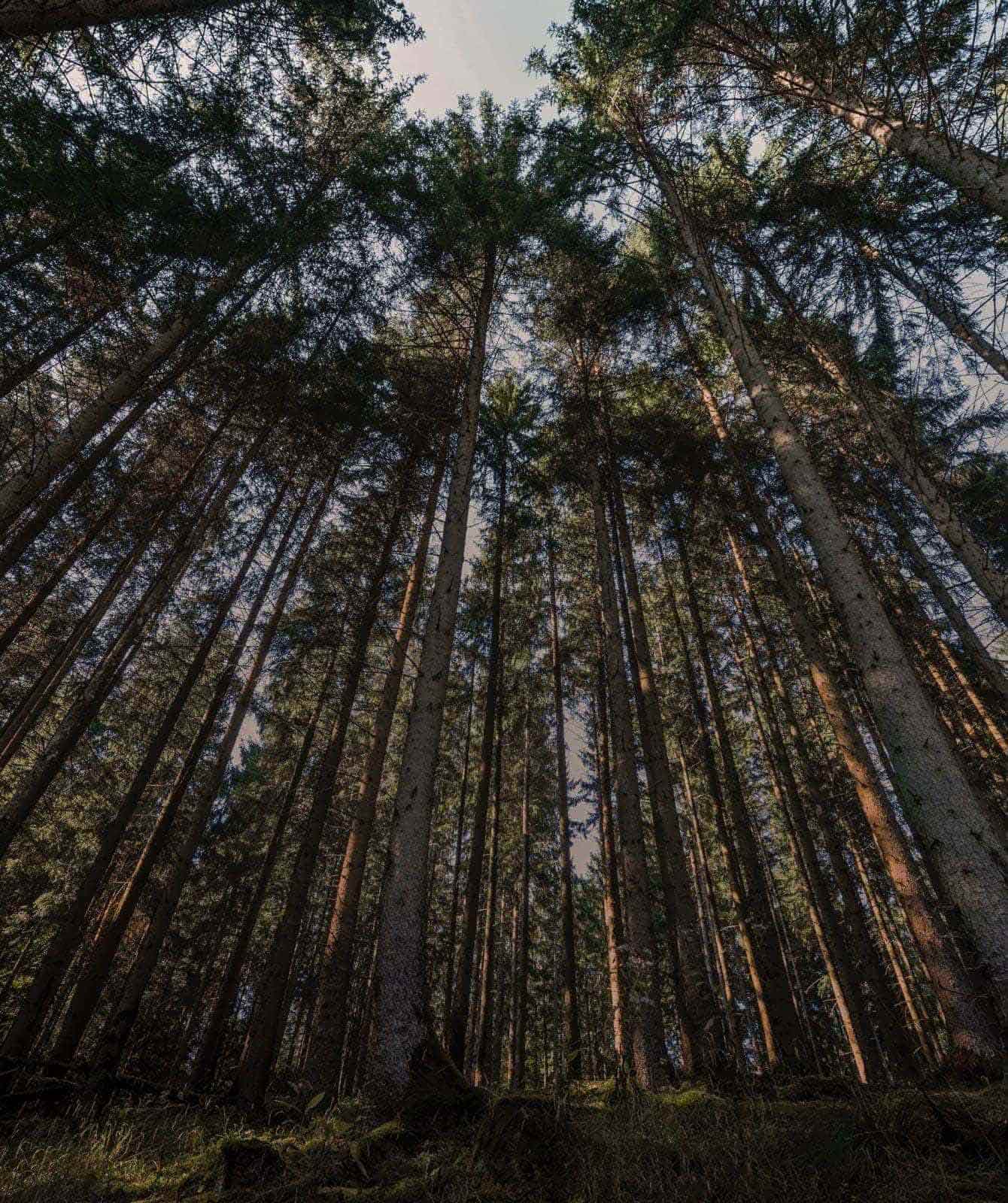 Korkeita puita metsässä